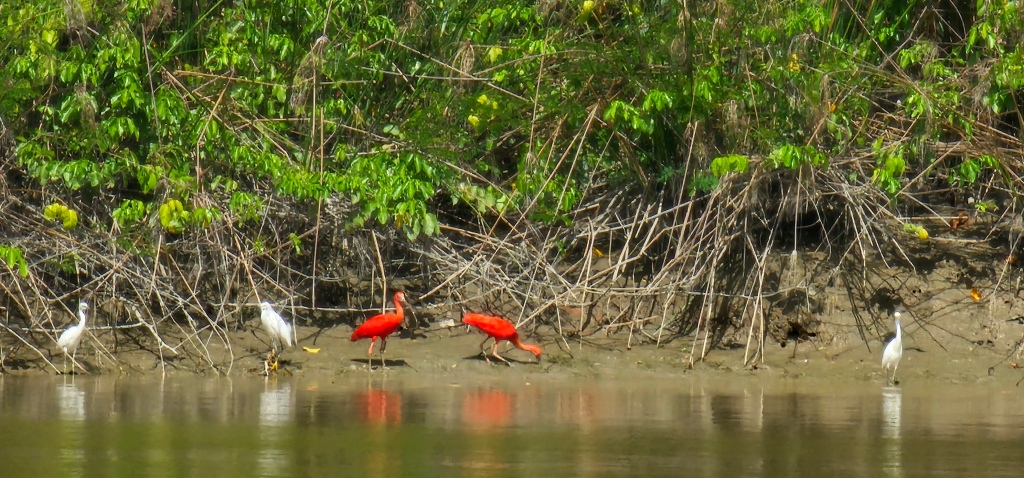 Rode Ibis,
Nickerie Rivier, Suriname
20240210